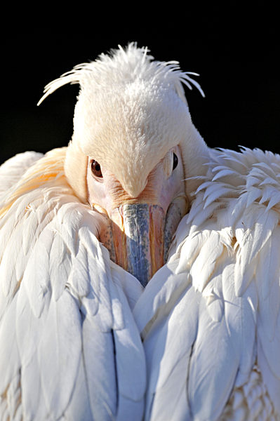 Rosapelikan, Rosa Pelikan, Pelecanus onocrotalus, eastern white pelican