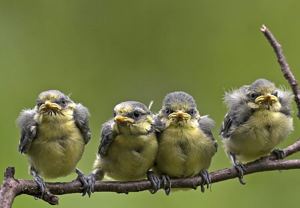 Blaumeise, Blau-Meise, Parus caeruleus, blue tit