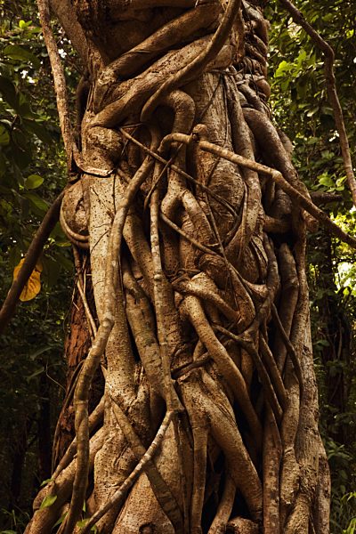 Bengalische Wuergefeige, Ficus virens, White Fig
