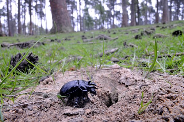 Stierkaefer, Typhoeus typhoeus, minotaur beetle
