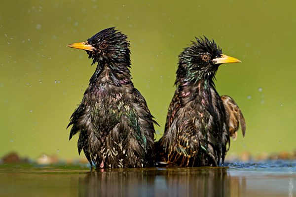 Star, Sturnus vulgaris, common starling