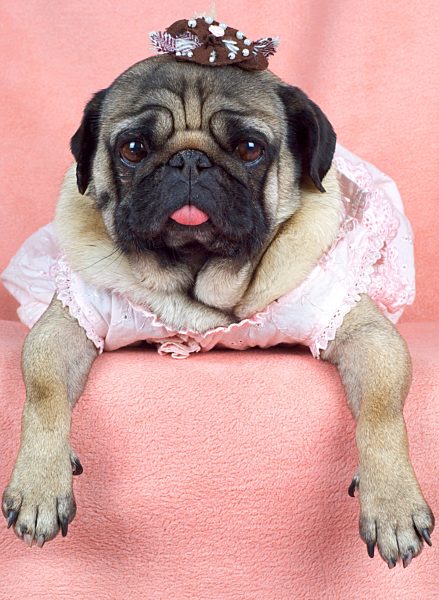 Mops, Canis lupus f. familiaris, Pug