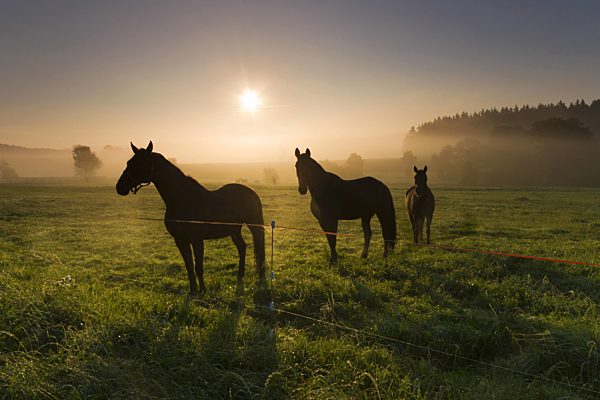 Sonnenaufgang im Nebel mit Pferden, sunrise over a pasture with horses