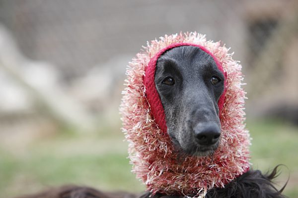 Afghanischer Windhund, Afghane, Canis lupus f. familiaris, Afghanistan Hound, Afghan Hound