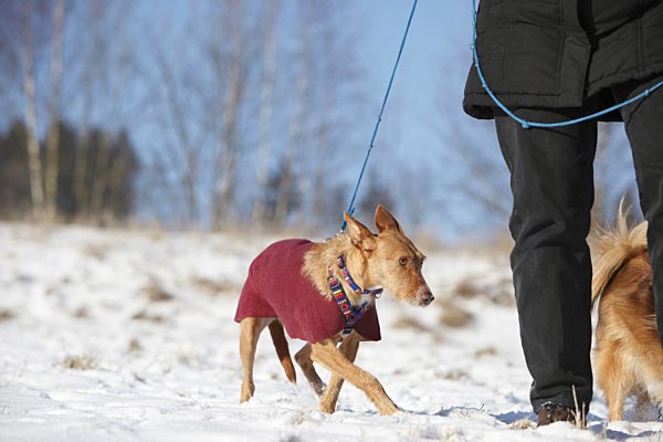 Mischlingshund, Canis lupus f. familiaris, mixed breed dog