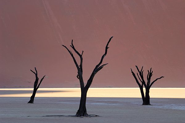 tote Baeume im Dead Vlei, tree skeletons in the Dead Vlei