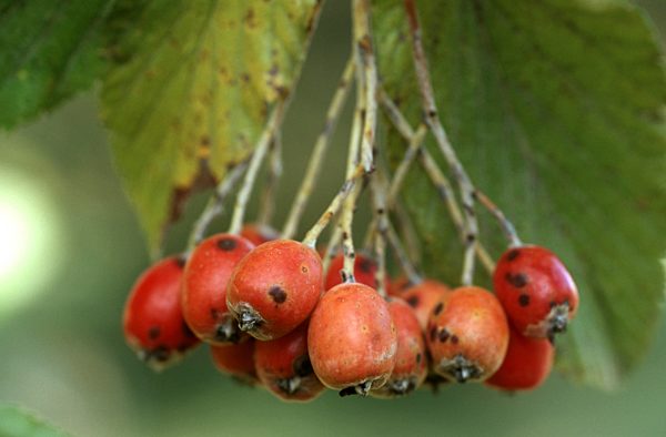 Echte Mehlbeere, Sorbus aria, common whitebeam