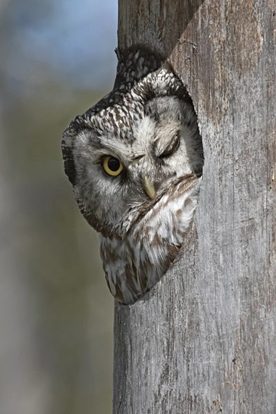 Rauhfusskauz, Rauhfuss-Kauz, Aegolius funereus, Tengmalm's owl