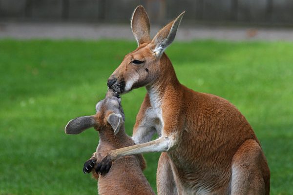 Rotes Riesenkaenguru, Macropus rufus, Megaleia rufa, red kangaroo, plains Kangaroo, blue flier