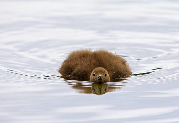 Sterntaucher, Stern-Taucher, Gavia stellata, red-throated diver