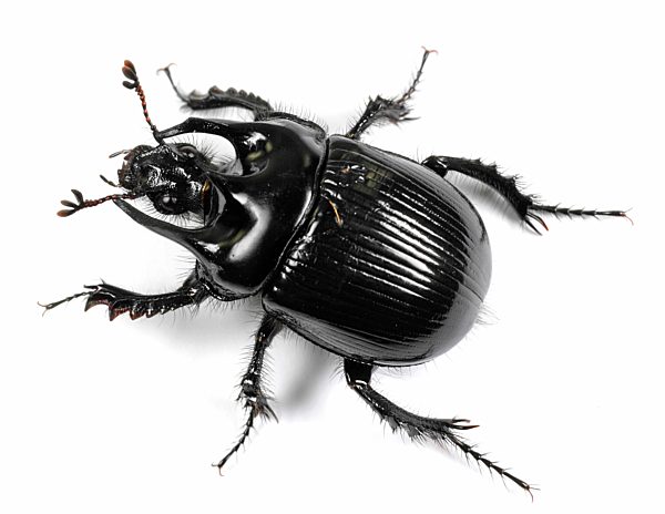 Stierkaefer, Typhoeus typhoeus, minotaur beetle