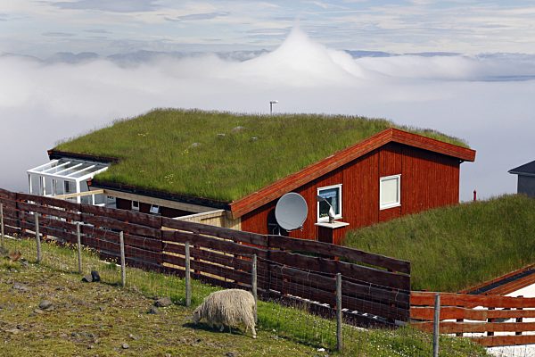 Grasdach auf skandinavischem Holzhaus mit weidendem Schaf und Wolkenbank, grass-roofed house, grazing sheep and bank of clouds