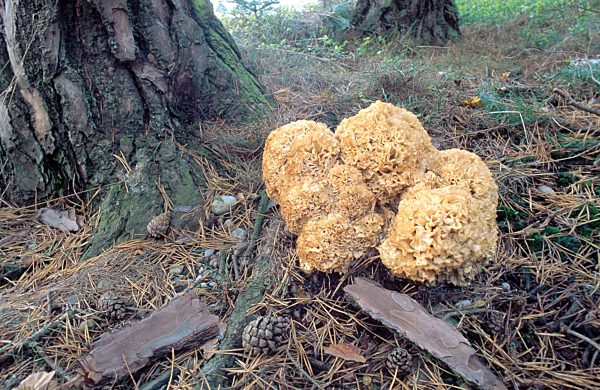 Krause Glucke, Fette Henne, Sparassis crispa, wood cauliflower, cauliflower mushroom