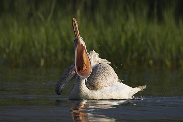 Krauskopfpelikan, Krauskopf-Pelikan, Pelecanus crispus, Dalmatian pelican