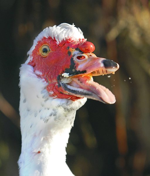 Moschusente, Moschus-Ente, Cairina moschata, muscovy duck