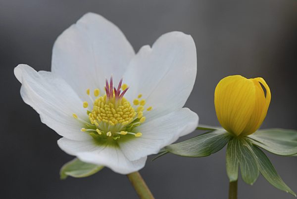 Schneerose, Christrose, Schwarze Nieswurz, Helleborus niger, black hellebore