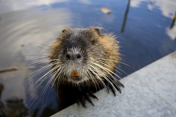 Sumpfbiber, Nutria, Myocastor coypus, coypu, nutria
