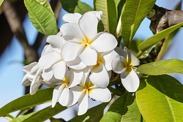 Frangipani, Plumeria alba, frangipani plant, nosegaytree