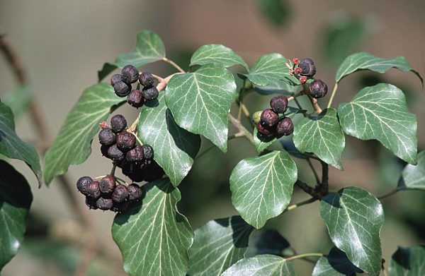 Efeu, Hedera helix, Ivy