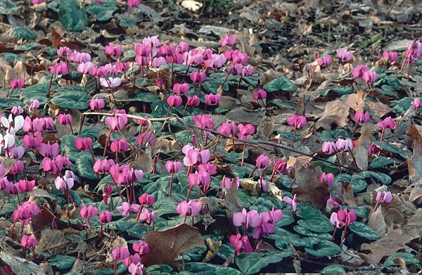 Alpenveilchen, Cyclamen purpurascens