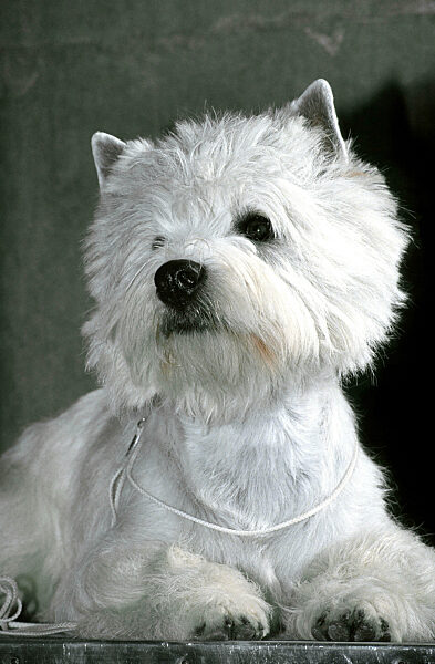 West Highland White Terrier, Westie, Canis lupus f. familiaris, West Highland White Terrier, Westie