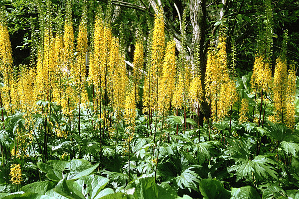 Bluetenstrauss-Bandblume, Bluetenstraussbandblume, Goldkolben, Ligularia thyrsoidea, leopard plant
