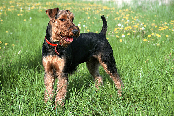 Airedale Terrier, Airedale, Canis lupus f. familiaris, Airedale Terrier
