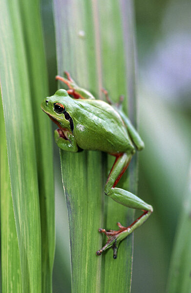 Mittelmeer-Laubfrosch, Mittelmeerlaubfrosch, Hyla meridionalis, stripeless treefrog, Mediterranean treefrog