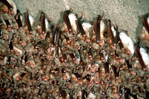 Grosses Mausohr, Riesenfledermaus, Riesen-Fledermaus, Myotis myotis, Greater Mouse-eared bat, Large Mouse-Eared Bat