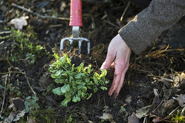 Hohe Schluesselblume, Hohe Primel, Schluesselbluemchen, Himmelschluessel, Wald-Schluesselblume, Waldschluesselblume, Primula elatior, True oxlip