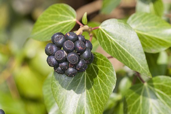 Gemeiner Efeu, Gewoehnlicher Efeu, Hedera helix, English ivy, common ivy