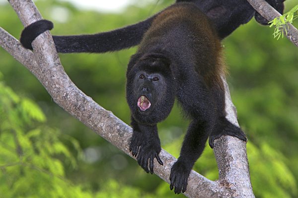 Mantelbruellaffe, Mantel-Bruellaffe, Alouatta palliata, Mantled howler