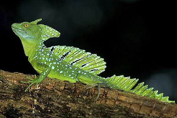 Stirnlappen-Basilisk, Stirnlappenbasilisk, Basiliscus plumifrons, green basilisk, plumed basilisk, double-crested basilisk