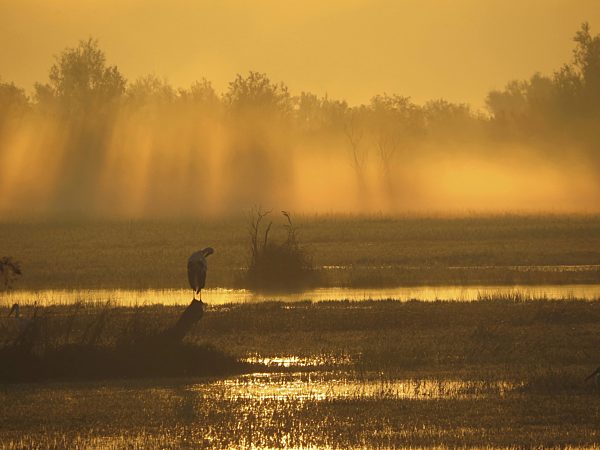 Weissstorch, Weiss-Storch, Ciconia ciconia, white stork