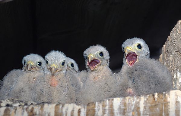 Turmfalke, Turm-Falke, Falco tinnunculus, common kestrel
