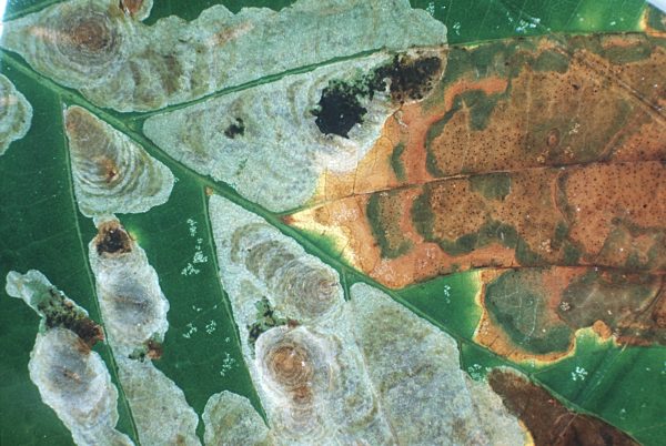 Kastanienminiermotte, Rosskastanien-Miniermotte, Cameraria ohridella, horse chestnut leafminer