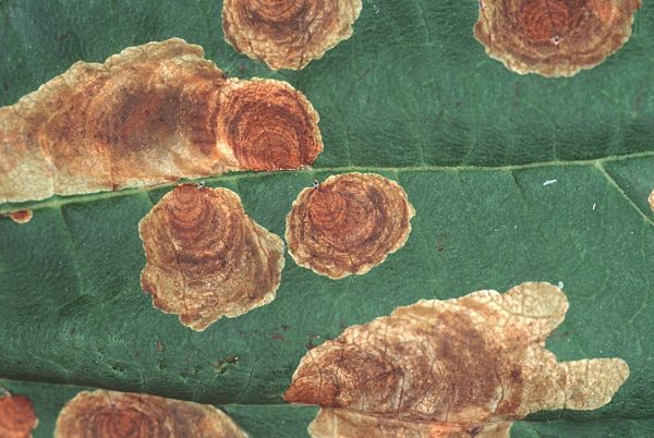 Kastanienminiermotte, Rosskastanien-Miniermotte, Cameraria ohridella, horse chestnut leafminer