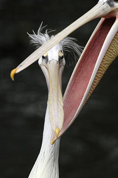 Krauskopfpelikan, Krauskopf-Pelikan, Pelecanus crispus, Dalmatian pelican