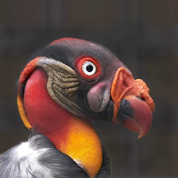 Koenigsgeier, Sarcorhamphus papa, king vulture