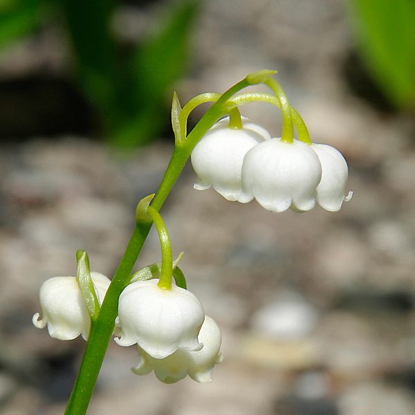 Maigloeckchen, Convallaria majalis, European lily-of-the-valley