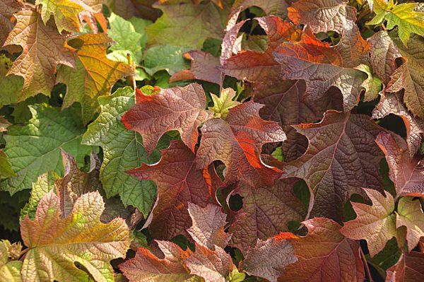 Eichen-Hortensie, Eichenhortensie, Eichenblaettrige Hortensie, Hydrangea quercifolia, Oak-leaved hydrangea