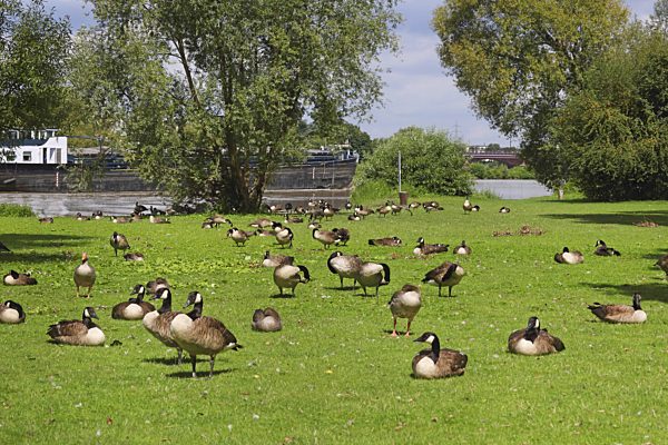 Kanadagans, Kanada-Gans, Branta canadensis, Canada goose