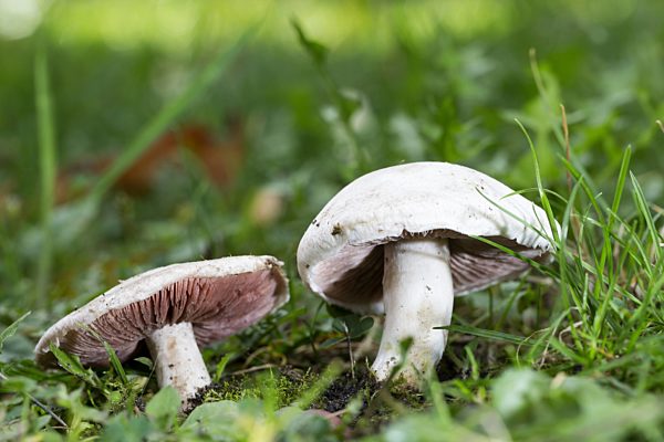 Wiesen-Champignon, Wiesenchampignon, Wiesenegerling, Wiesen-Egerling, Feldegerling, Feld-Egerling, Agaricus campestris, Field mushroom