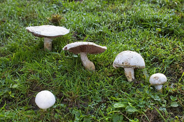 Wiesen-Champignon, Wiesenchampignon, Wiesenegerling, Wiesen-Egerling, Feldegerling, Feld-Egerling, Agaricus campestris, Field mushroom