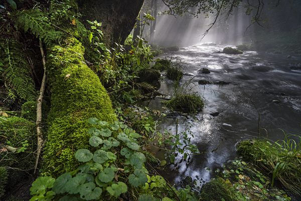 Waldbach bei Sonnenaufgang, forest creek at sunrise