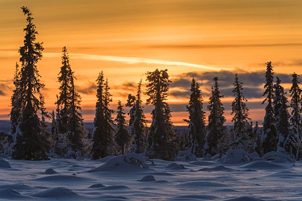 Foehre, Waldkiefer, Wald-Kiefer, Gemeine Kiefer, Pinus sylvestris, Scotch pine, Scots pine