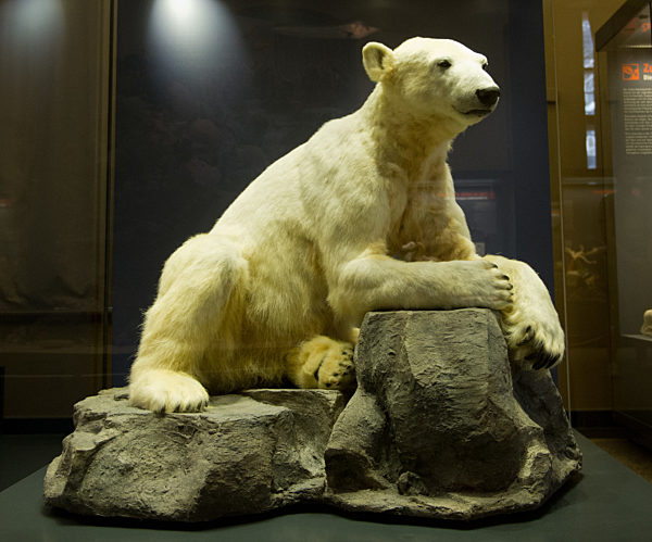 Eisbär Knut im Naturkundemuseum