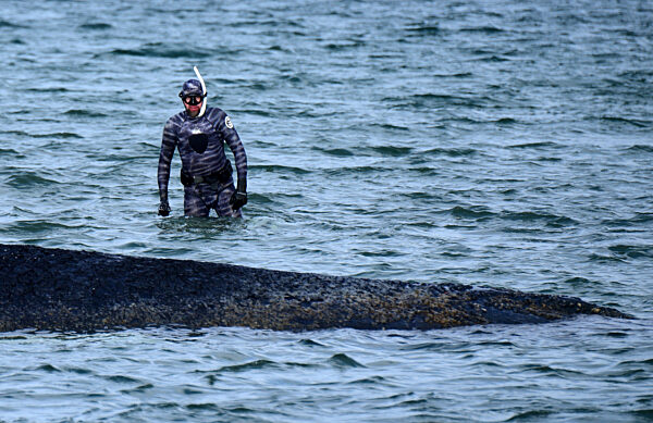 Wal an der Ostseeküste gestrandet