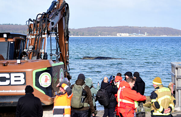 Wal an der Ostseeküste gestrandet
