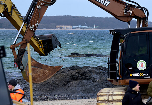 Wal an der Ostseeküste gestrandet